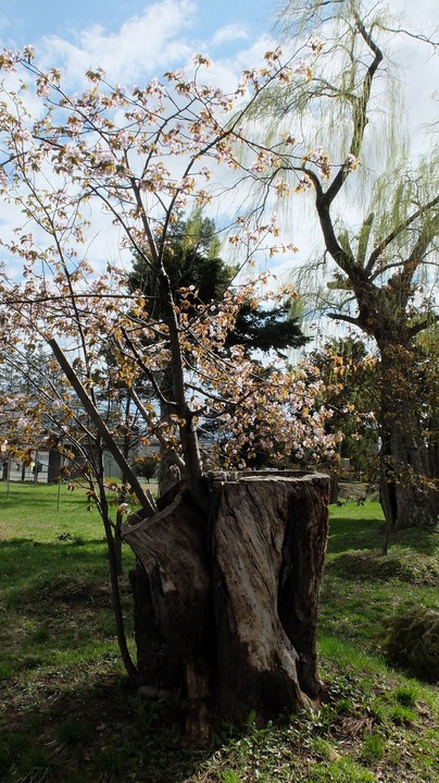 DSCF8730