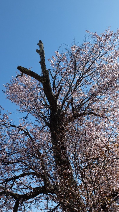 DSCF8667