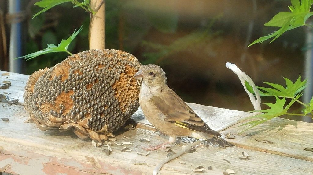 ああ 外は今 どうなっている カワラヒワ幼鳥 ああ 外は今 どうなっている カワラヒワ幼鳥