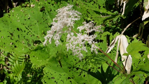 DSCF0574