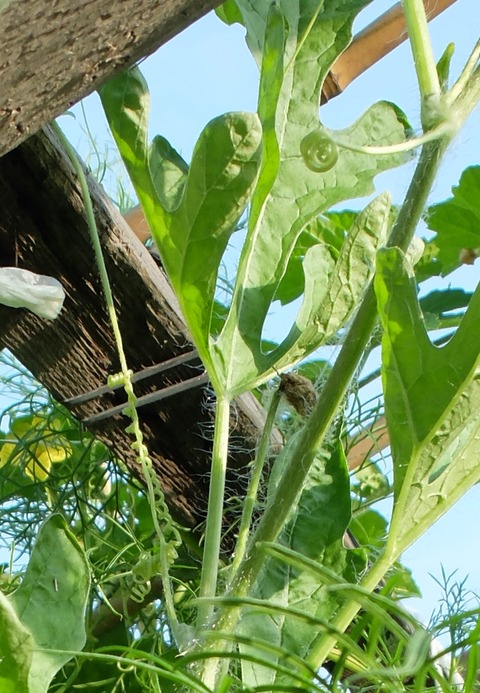 DSCF2615 - コピー