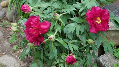 DSCF9472