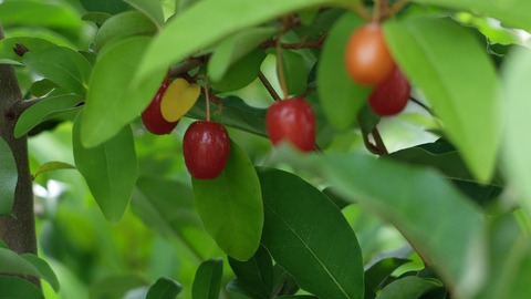 DSCF0592