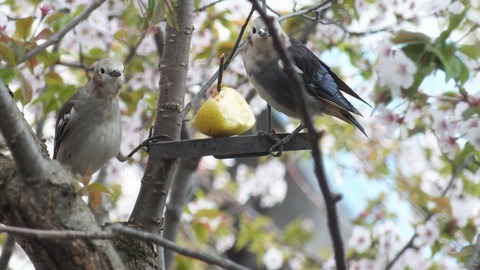 DSCF9920