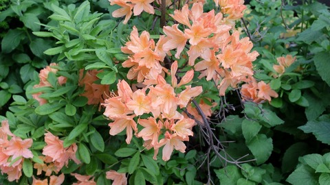 DSCF9540