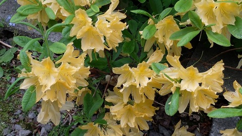DSCF9543