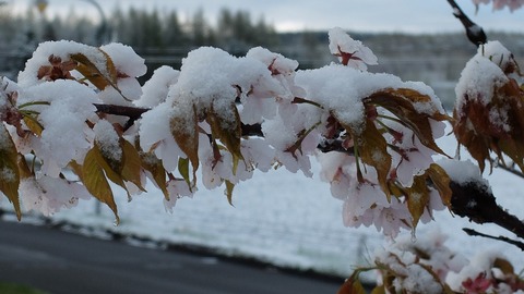 DSCF8961