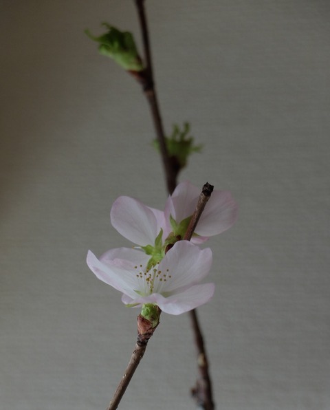 DSCF9476 - コピー