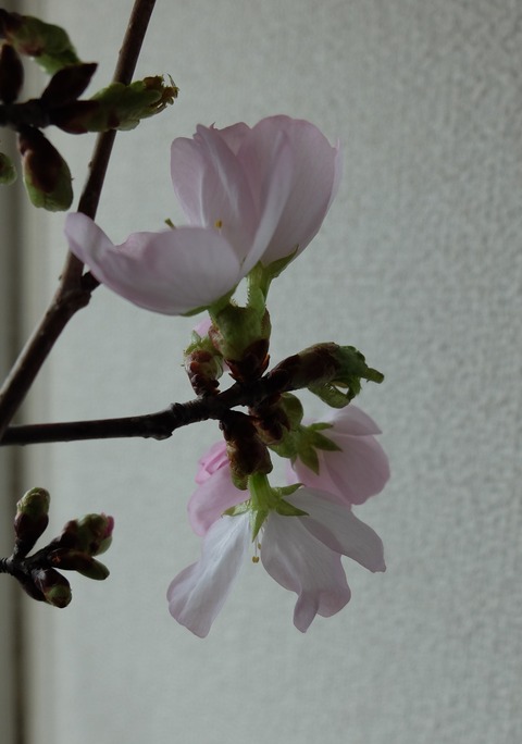 DSCF9479 - コピー