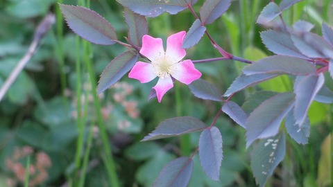 DSCF9837