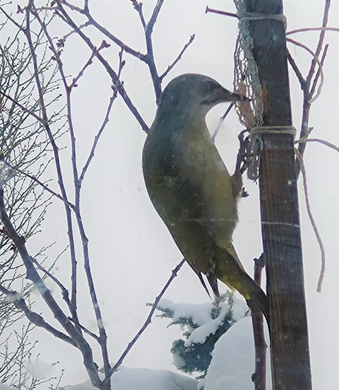 20260202_114706 ヤマゲラ