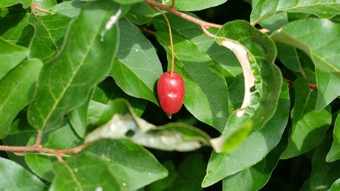 DSCF0588
