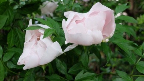 DSCF9455