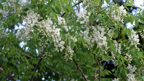 DSCF9789