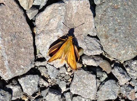 20250710_074425 - コピー