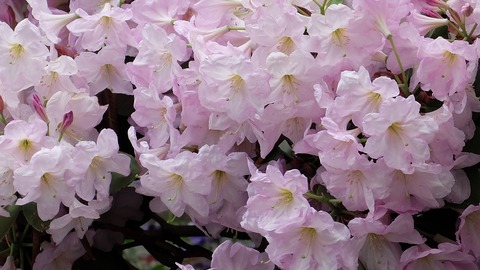 DSCF9506