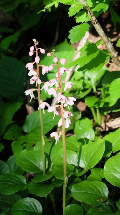 DSCF0456