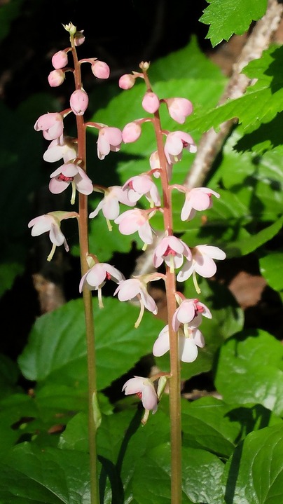 DSCF0458