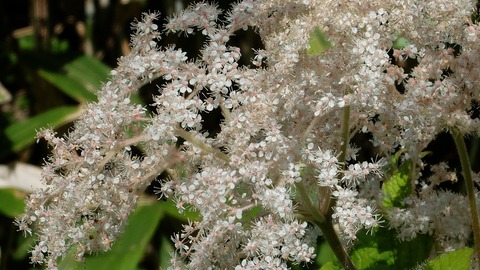 DSCF0576