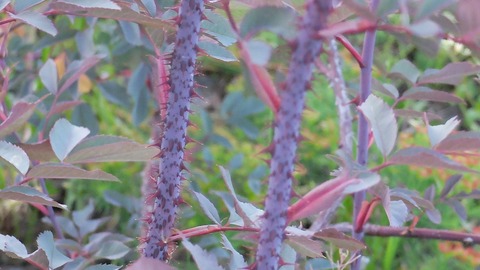 DSCF9840
