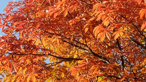 DSCF3135 (1024x576)