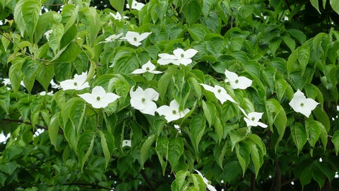 DSCF1251