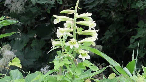 DSCF0600