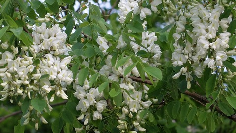 DSCF9791