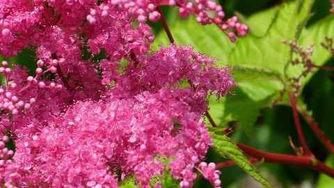 DSCF0369