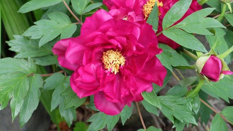 DSCF9470
