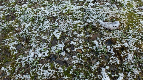DSCF7696