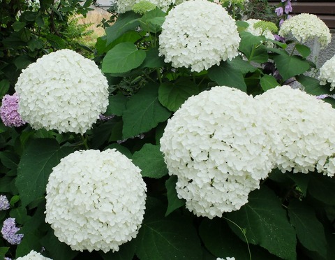 DSCF4769 - コピー