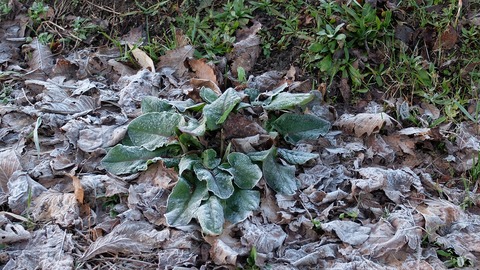 DSCF8232