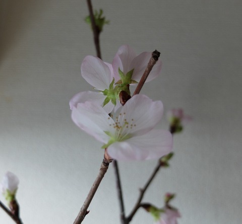 DSCF9474 - コピー