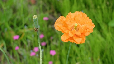 DSCF9963