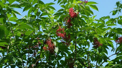 DSCF0577