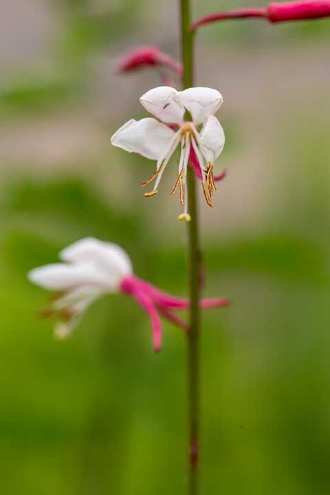 6月に咲いた庭の花 : あいの日々徒然2