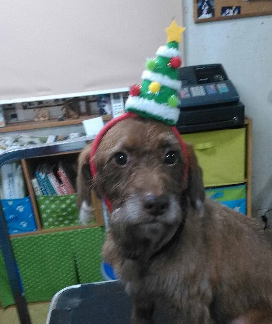 ボンジュール クリスマス トリミングルーム ホーキーポーキー ボンジュール クリスマス トリミングルーム ホーキーポーキー