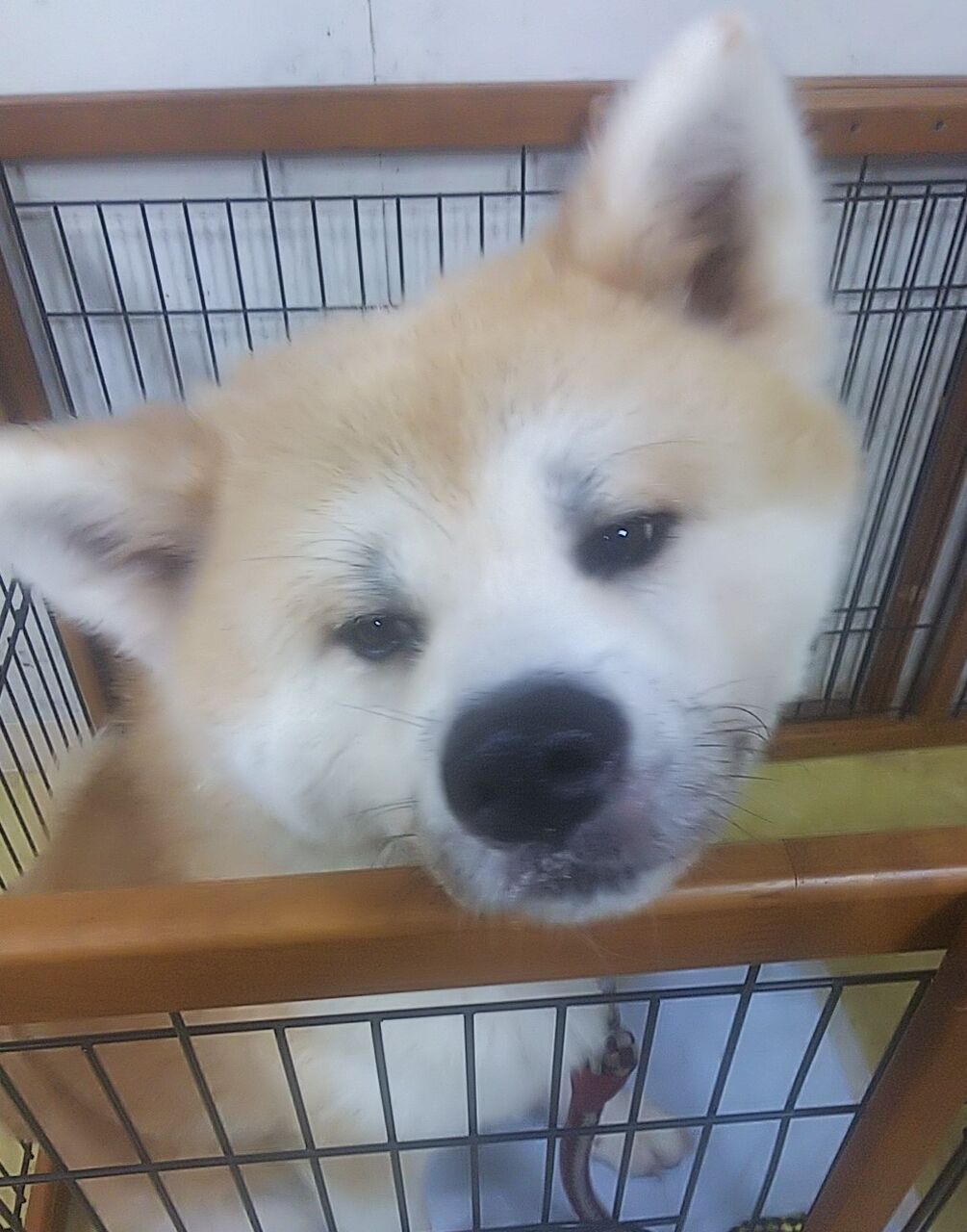 カキオ君はデカかった トリミングルーム ホーキーポーキー