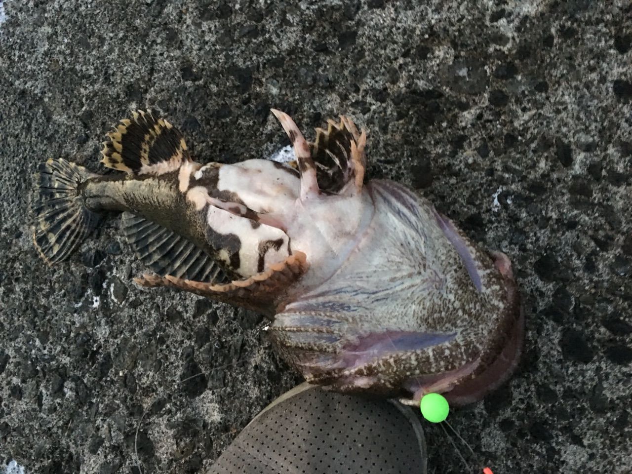幌漁港 浜益 カジカ釣り15 11 3 完全素人釣り日記 北海道 幌漁港 浜益 カジカ釣り15 11 3 完全素人釣り日記 北海道