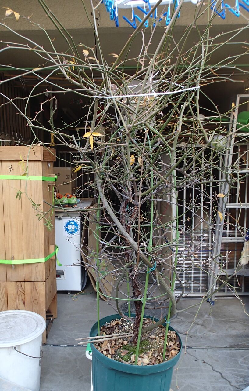 21年02月07日 北海道犬 御隠居の日々