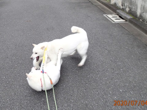 P7040146 (2)