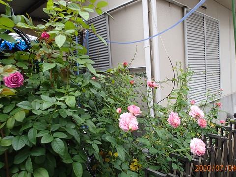 P7040147 (2)