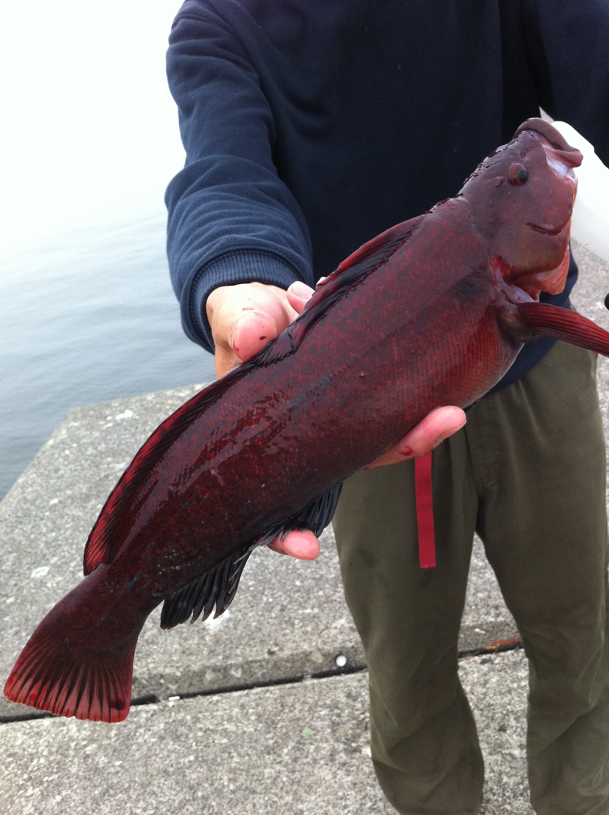 真夏のロックフィッシュ In 釧路 Life With The Fishing 十勝