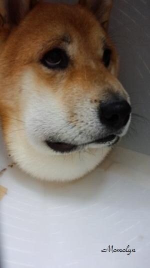 マムシに噛まれた犬の画像がヤバイで ほっこりちゃんねる マムシに噛まれた犬の画像がヤバイで ほっこりちゃんねる