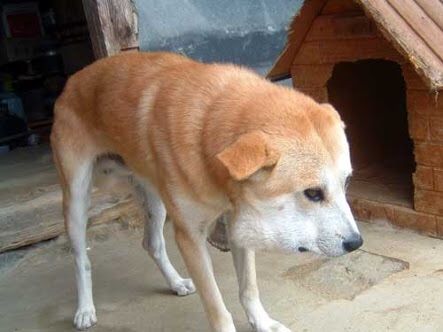 マムシに噛まれた犬の画像がヤバイで ほっこりちゃんねる マムシに噛まれた犬の画像がヤバイで ほっこりちゃんねる