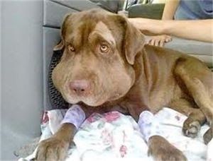 マムシに噛まれた犬の画像がヤバイで ほっこりちゃんねる