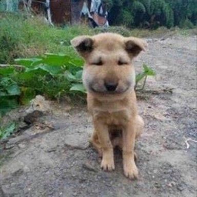 マムシに噛まれた犬の画像がヤバイで ほっこりちゃんねる