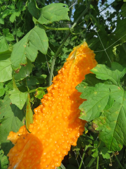 ゴーヤ 種取り 食用ほおずき日記 ほくほく農場から