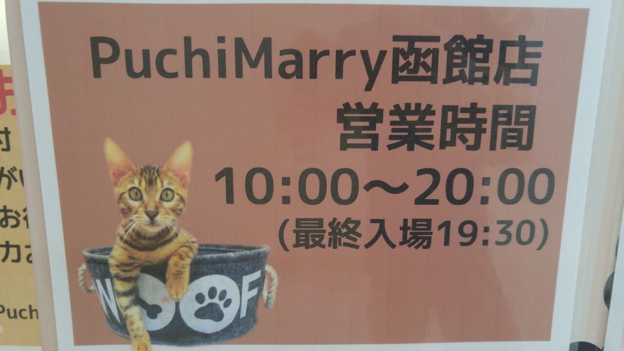 猫カフェpuchimarry 函館megaドン キホーテ店 のんべえ函館のブログ